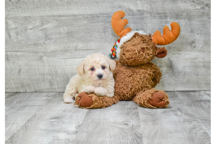 Best Maltipoo Baby