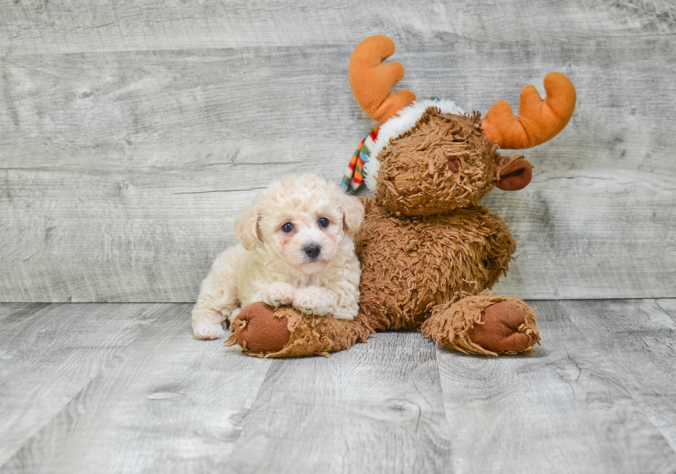 Best Maltipoo Baby