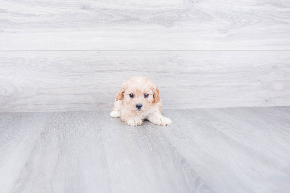 Fluffy Cavachon Designer Pup