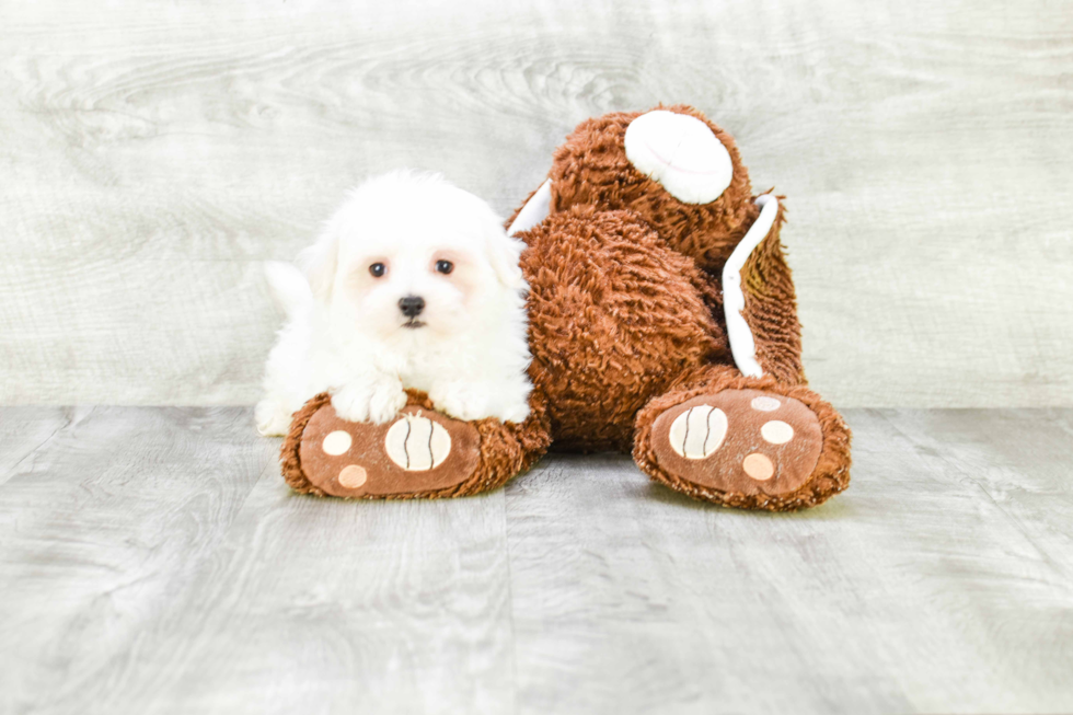 Funny Maltese Purebred Pup