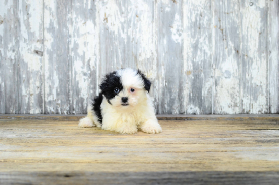 Small Teddy Bear Baby