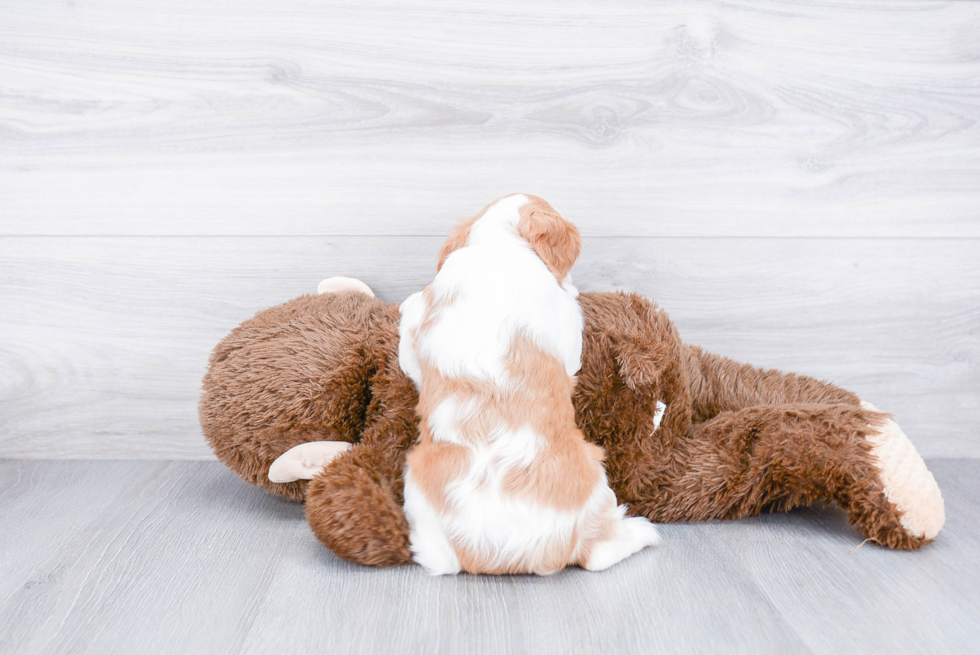 Cavalier King Charles Spaniel Pup Being Cute