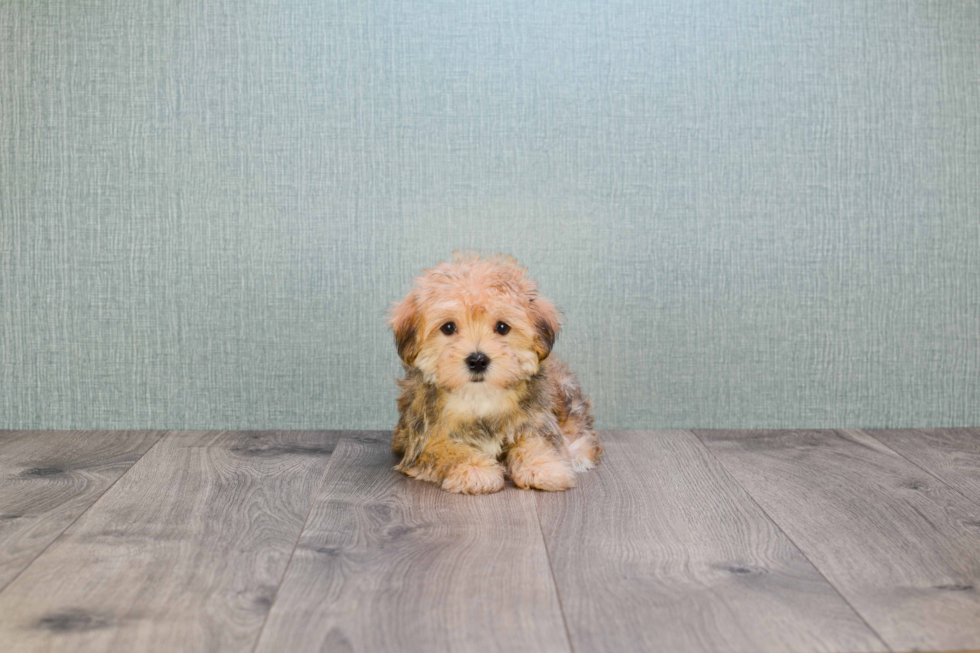 Morkie Pup Being Cute