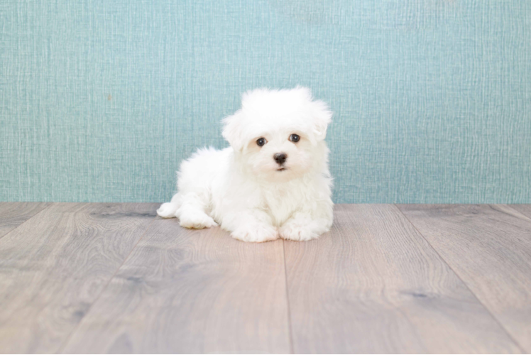 Maltese Pup Being Cute