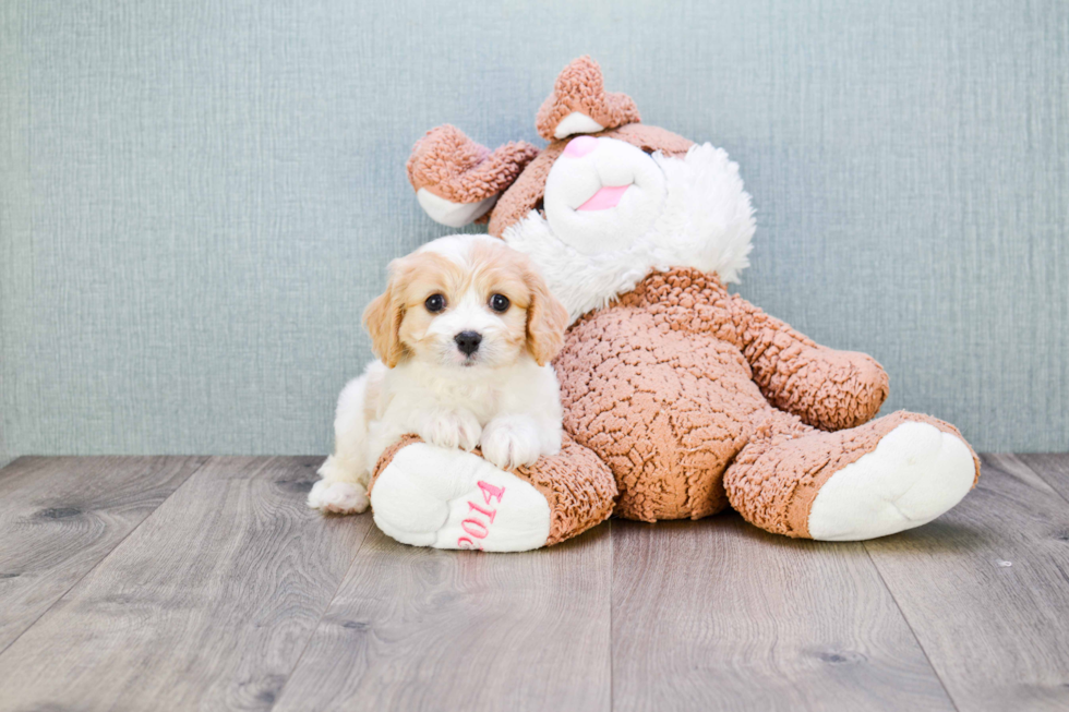 Cavachon Puppy for Adoption