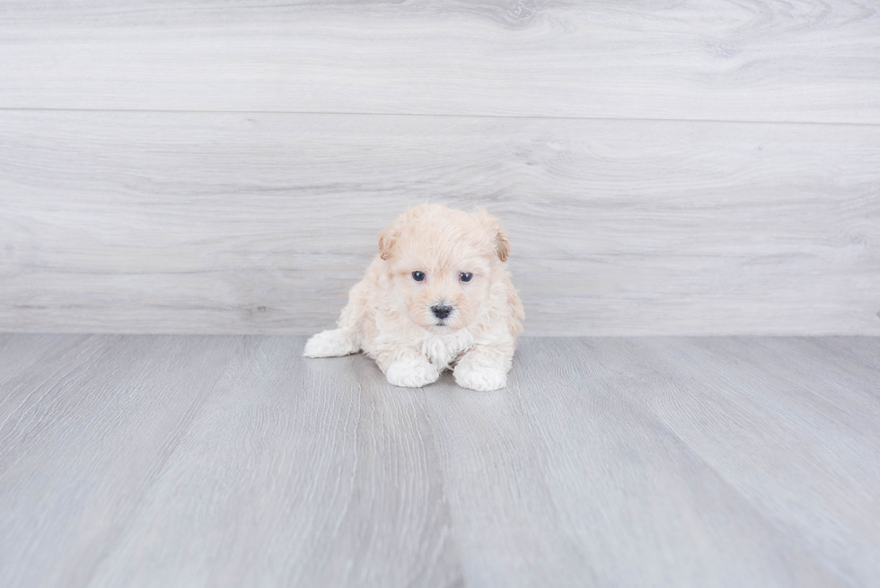 Fluffy Maltipoo Poodle Mix Pup