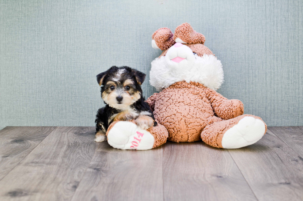 Morkie Puppy for Adoption