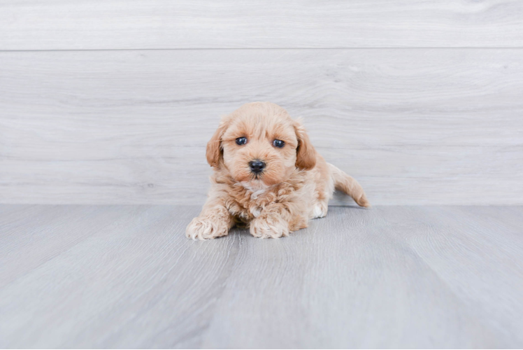 Smart Maltipoo Poodle Mix Pup