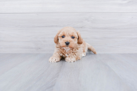 Smart Maltipoo Poodle Mix Pup