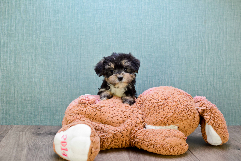 Morkie Puppy for Adoption