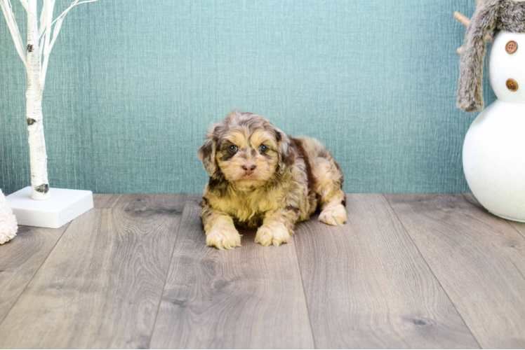 Cavapoo Pup Being Cute