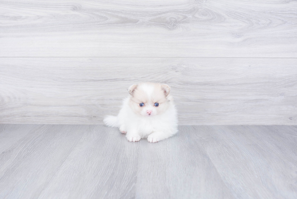 Small Pomeranian Baby