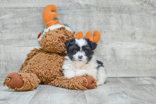 Morkie Puppy for Adoption