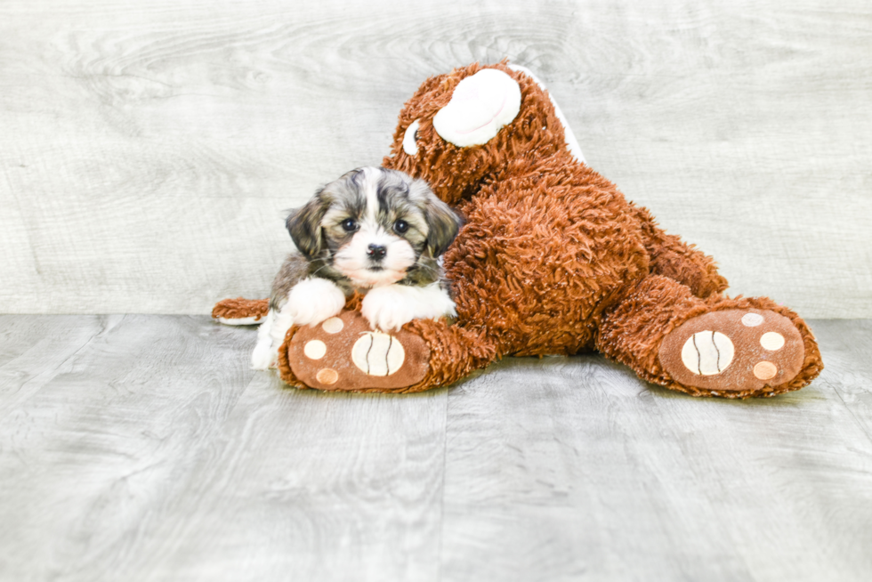 Teddy Bear Pup Being Cute