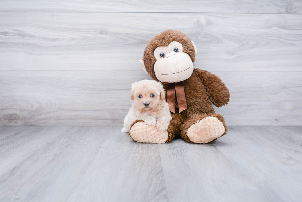 Sweet Maltipoo Baby