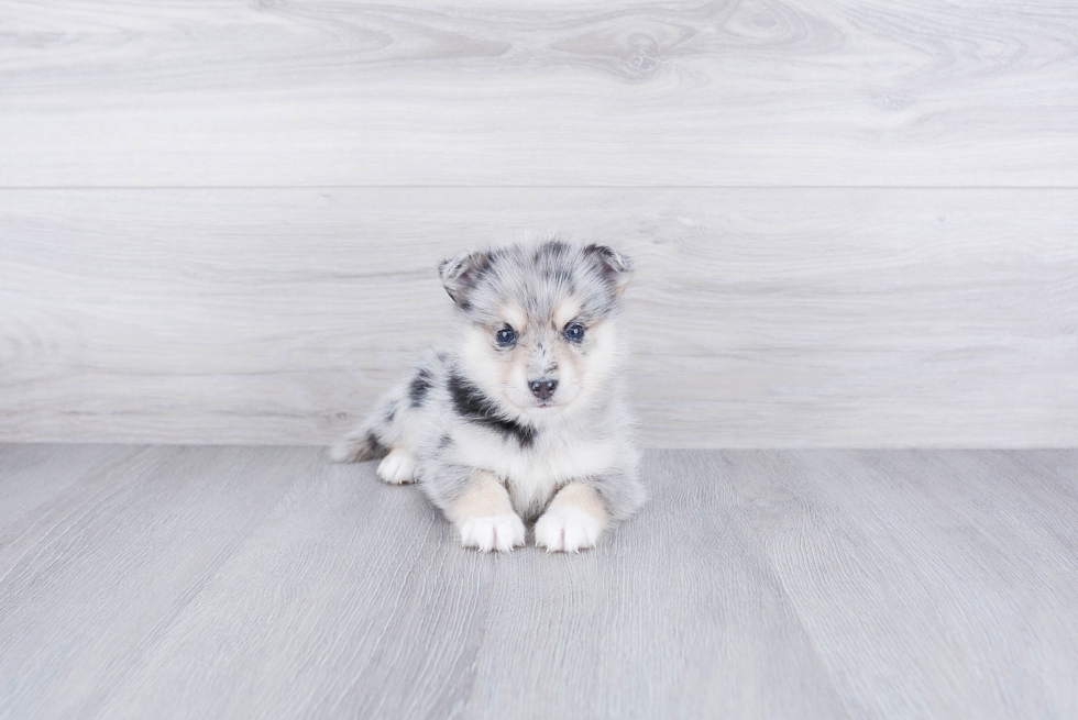 Pomsky Puppy for Adoption