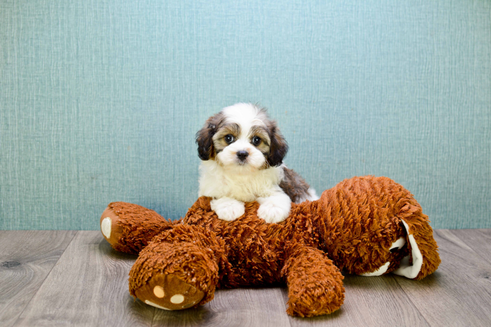 Small Cavapoo Baby