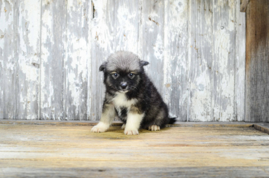 Happy Pomsky Baby