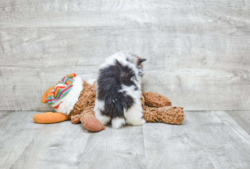 Playful Pomeranian Purebred Pup