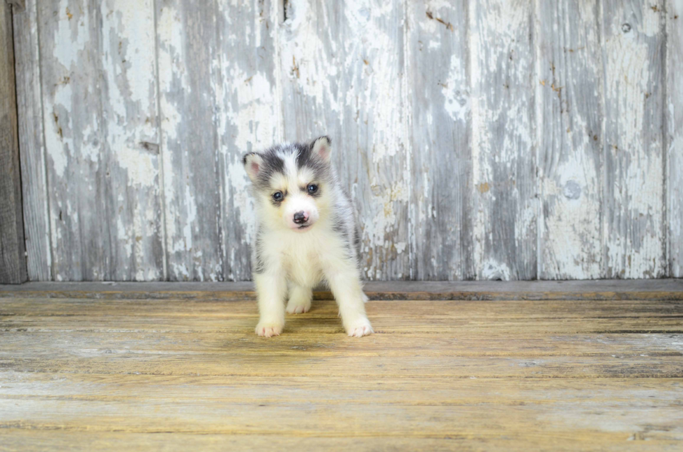 Pomsky Puppy for Adoption