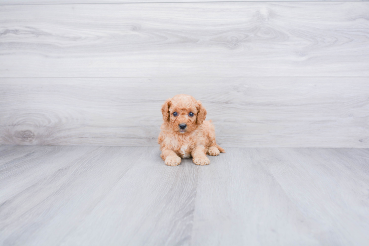 Energetic Cavoodle Poodle Mix Puppy