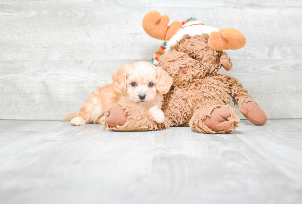 Sweet Cavachon Baby