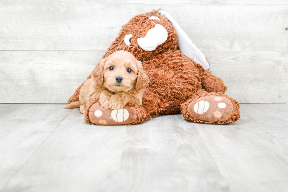 Hypoallergenic Cavoodle Poodle Mix Puppy