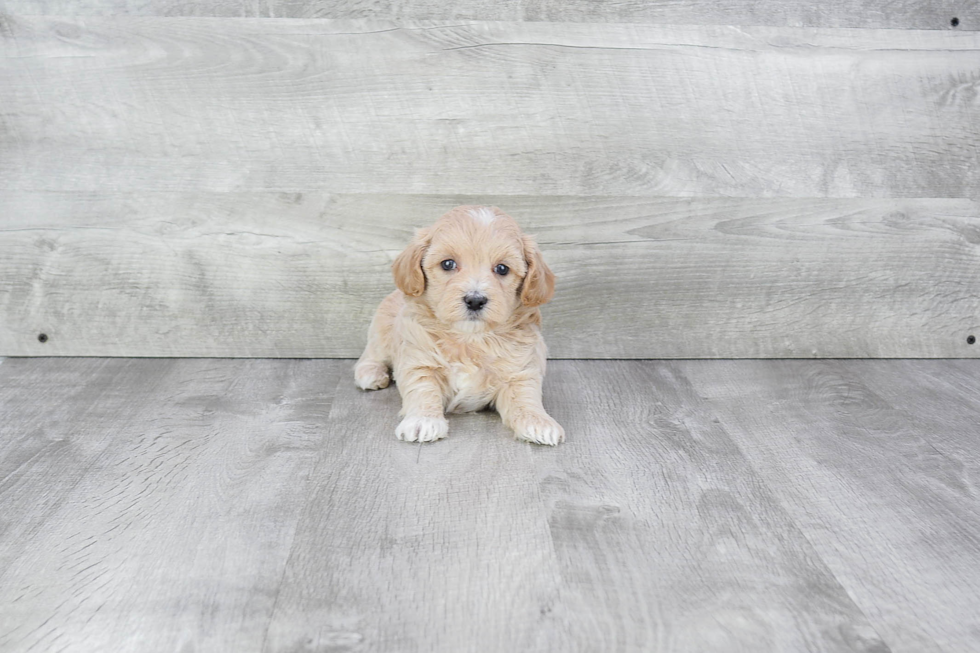 Adorable Maltepoo Poodle Mix Puppy