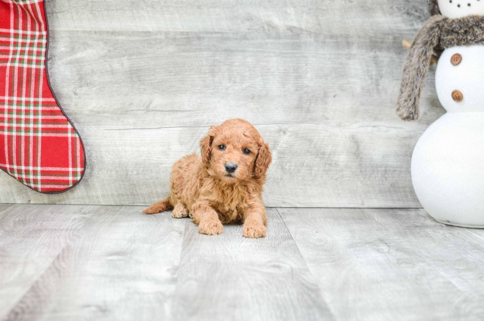 Mini Goldendoodle Puppy for Adoption