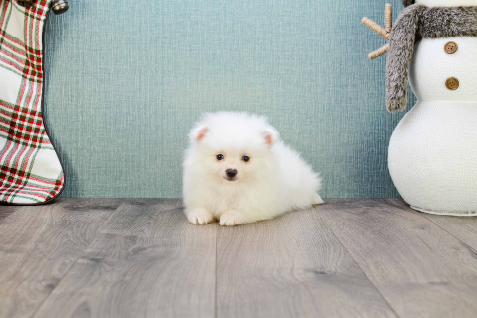 Sweet Pomeranian Purebred Puppy