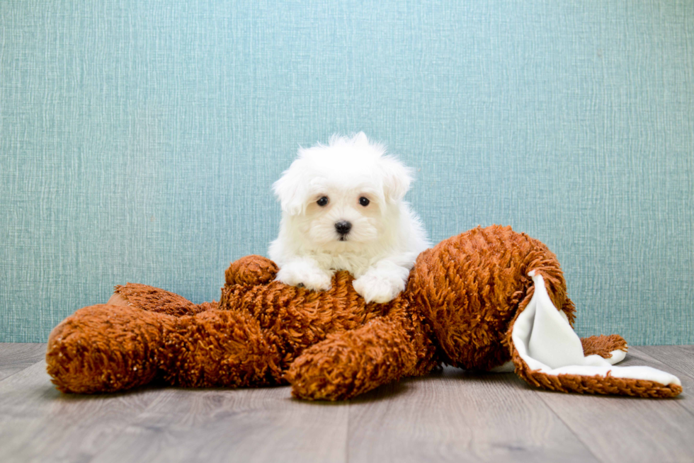 Funny Maltese Purebred Pup