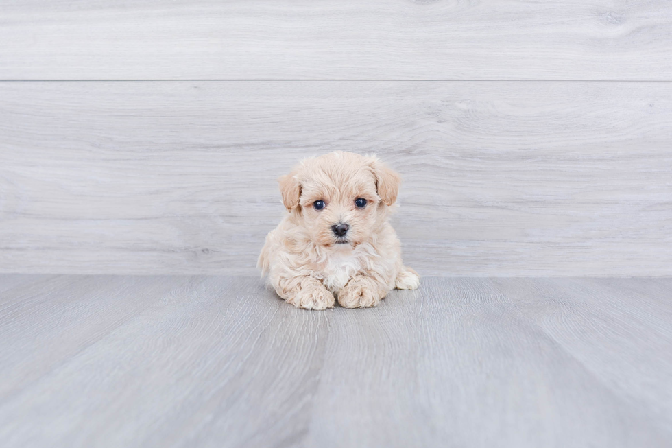 Maltipoo Puppy for Adoption