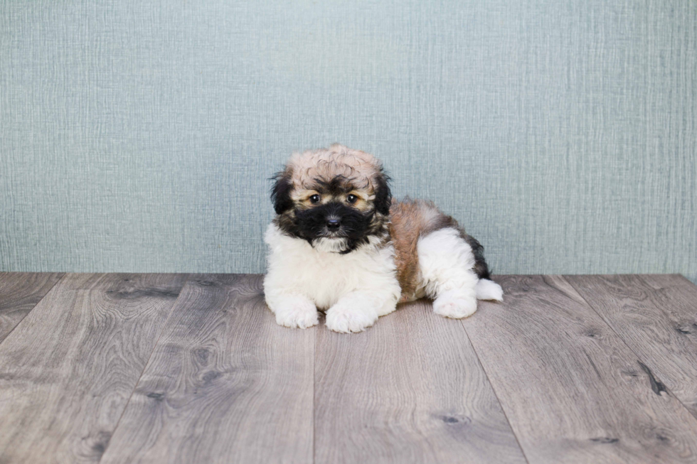 Funny Havanese Baby