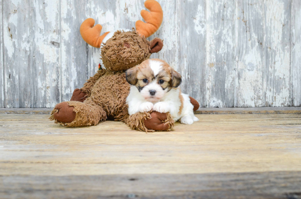 Popular Teddy Bear Designer Pup