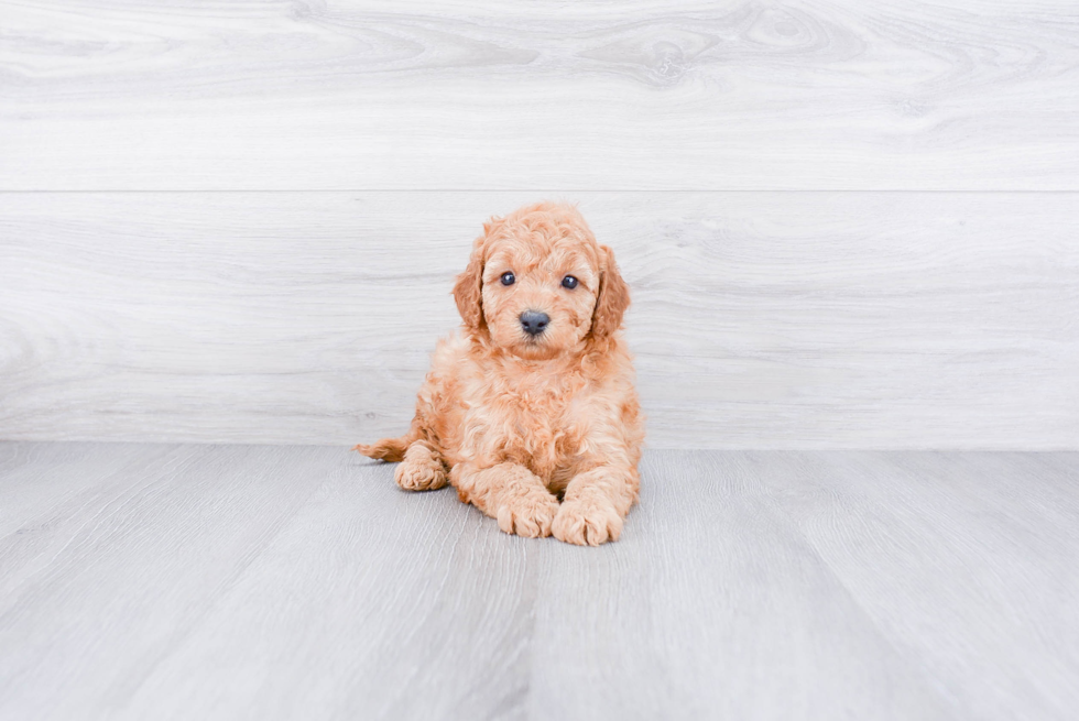 Mini Goldendoodle Pup Being Cute