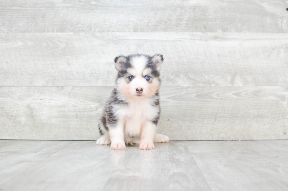 Happy Pomsky Baby