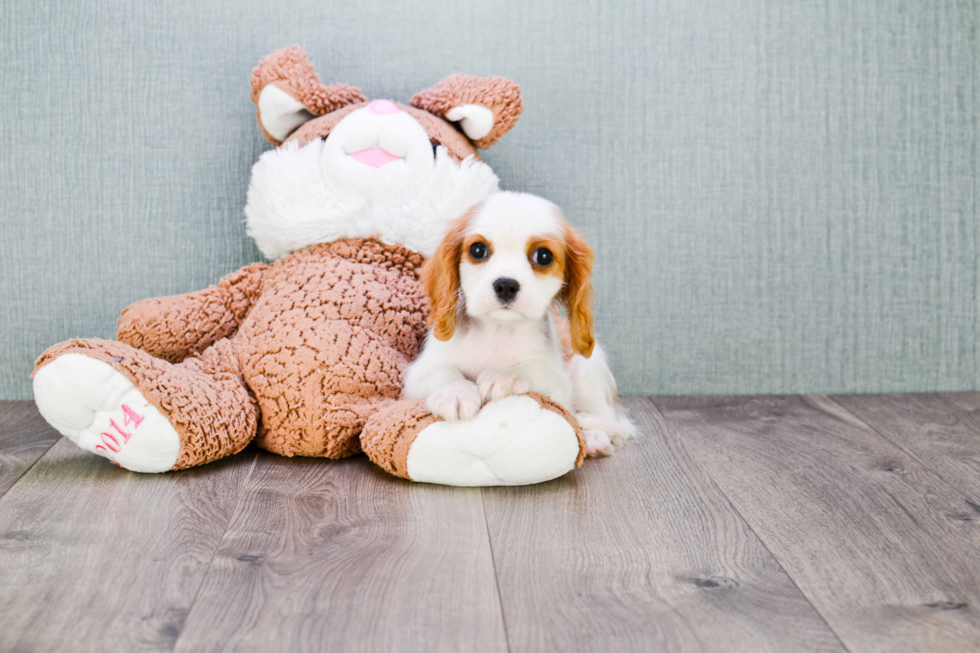 Petite Cavalier King Charles Spaniel Purebred Puppy