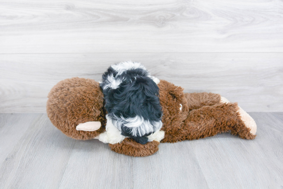 Funny Havanese Purebred Pup