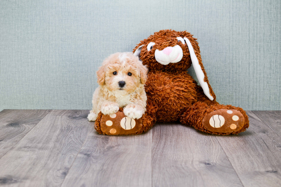 Maltipoo Puppy for Adoption