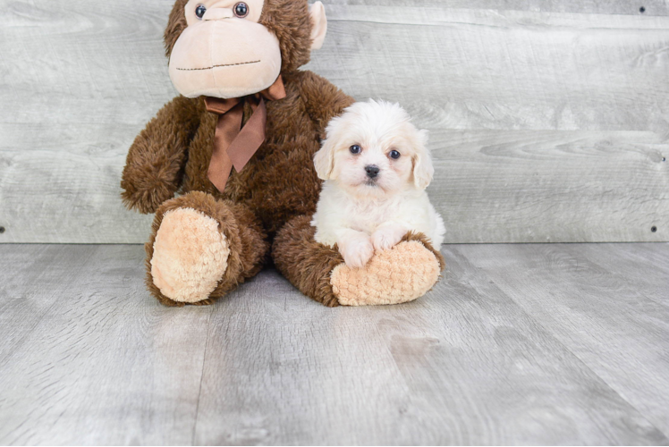 Best Cavachon Baby