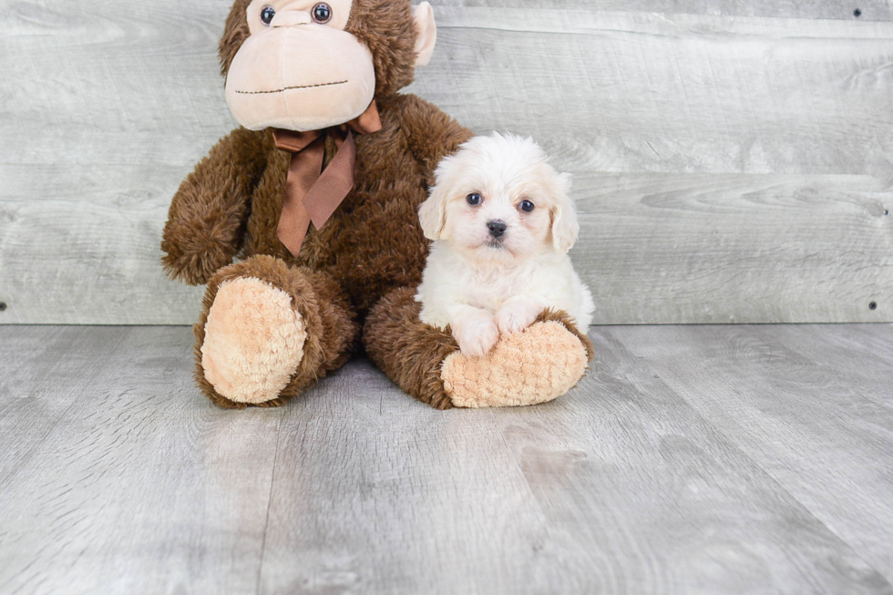 Best Cavachon Baby