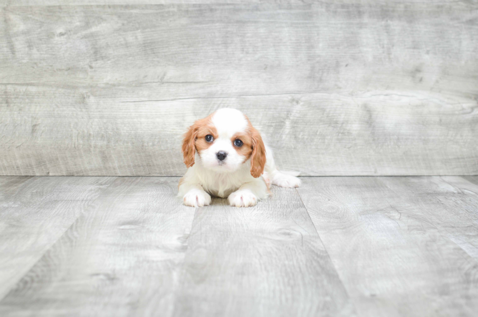 Smart Cavalier King Charles Spaniel Purebred Puppy