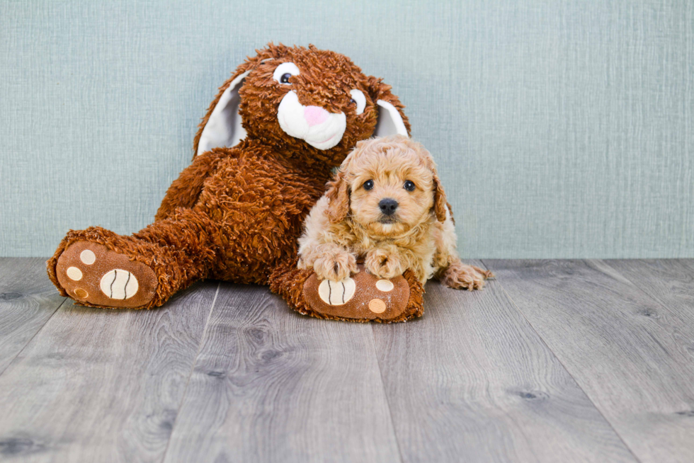 Cavapoo Puppy for Adoption