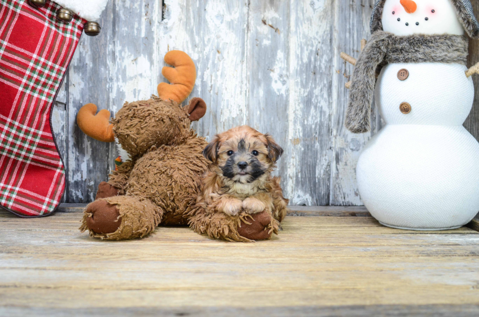 Playful Yorkie Designer Puppy