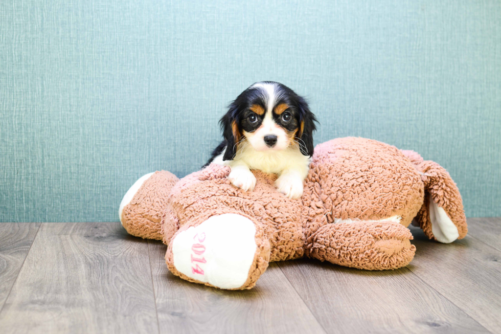 Popular Cavalier King Charles Spaniel Purebred Pup