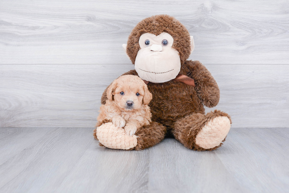 Sweet Cavapoo Baby