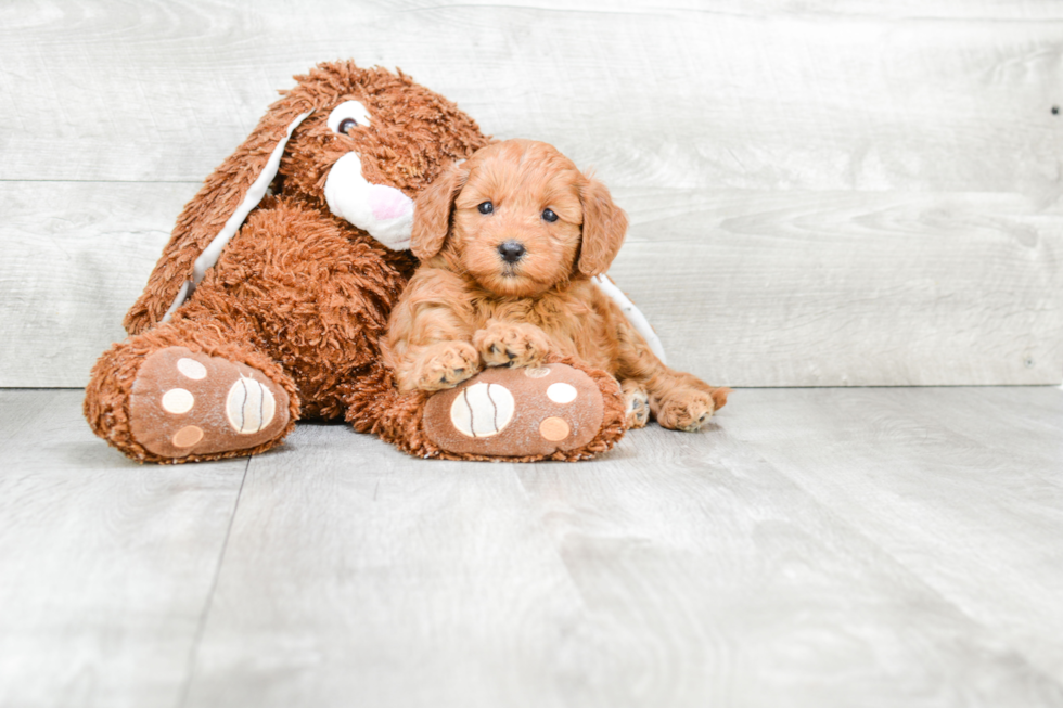 Smart Mini Goldendoodle Poodle Mix Pup