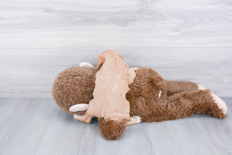 Small Cavapoo Baby