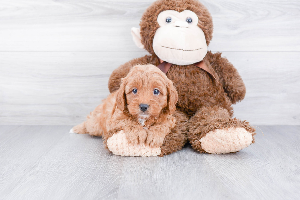 Happy Cavapoo Baby