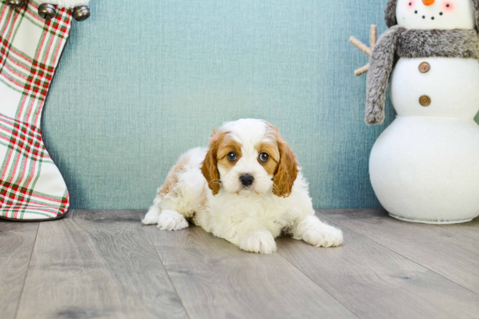 Petite Cavapoo Poodle Mix Pup